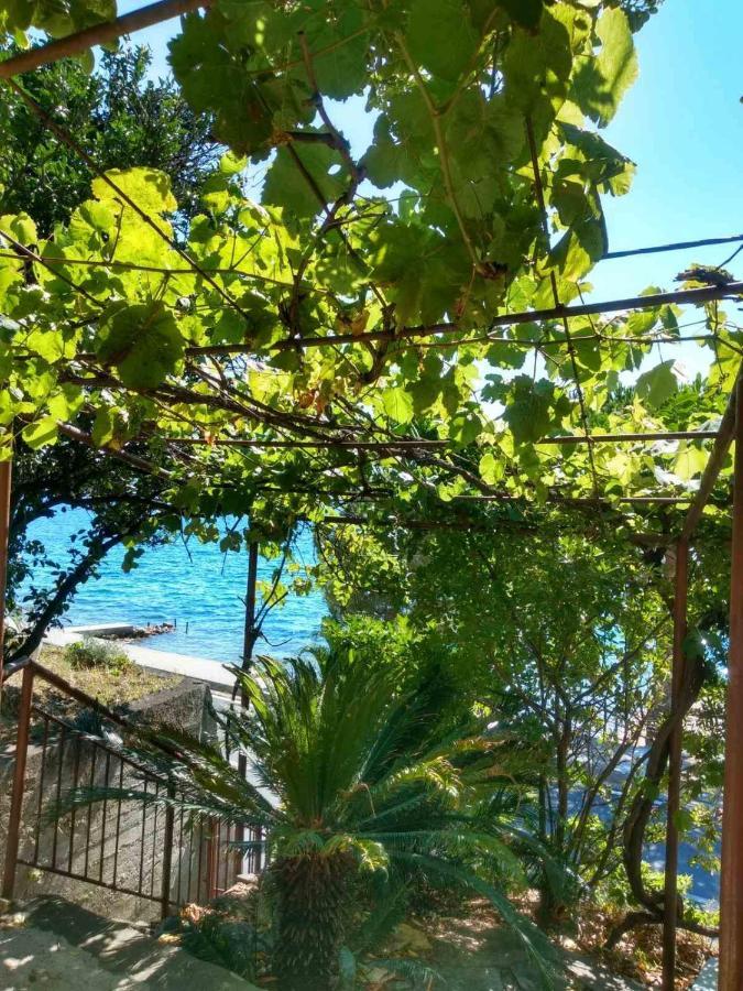 Olive Tree Tivat
