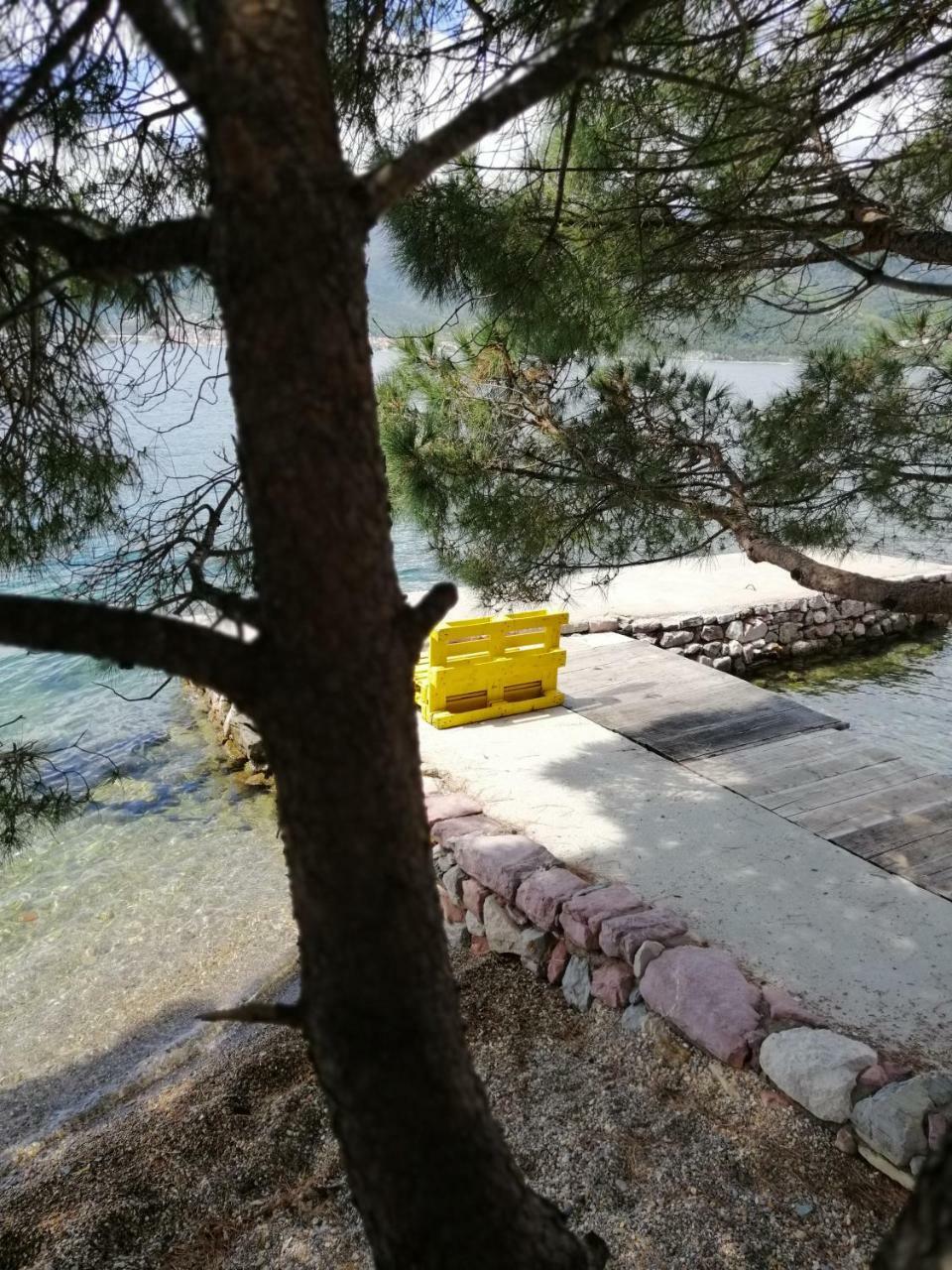 Olive Tree * Tivat